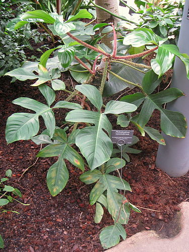 Philodendron squamiferum